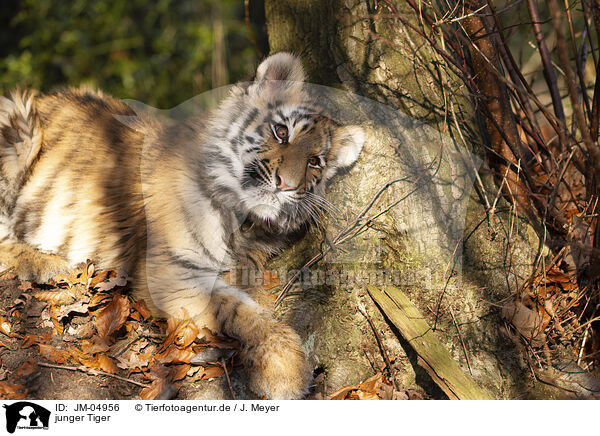 junger Tiger / JM-04956