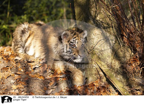 junger Tiger / JM-04959