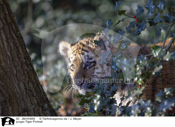 junger Tiger Portrait / JM-04968