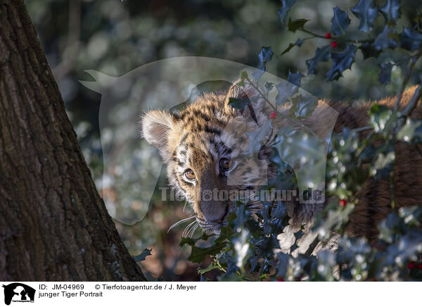 junger Tiger Portrait / Tiger cub portrait / JM-04969