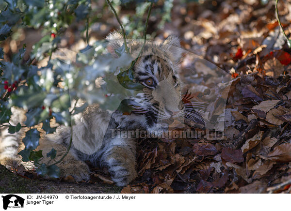 junger Tiger / young Tiger / JM-04970