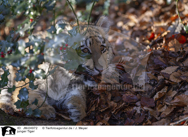 junger Tiger / young Tiger / JM-04972