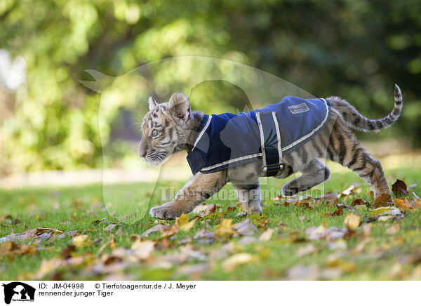 rennender junger Tiger / running tiger cub / JM-04998