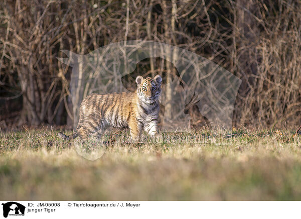 junger Tiger / young Tiger / JM-05008