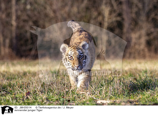 rennender junger Tiger / JM-05014