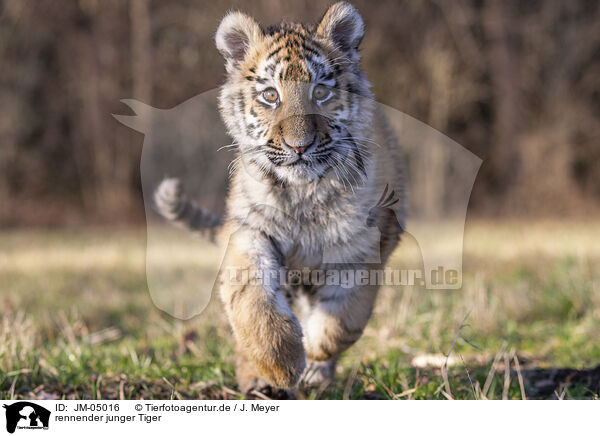 rennender junger Tiger / JM-05016