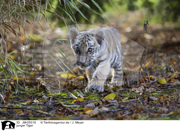 junger Tiger / young Tiger / JM-05018