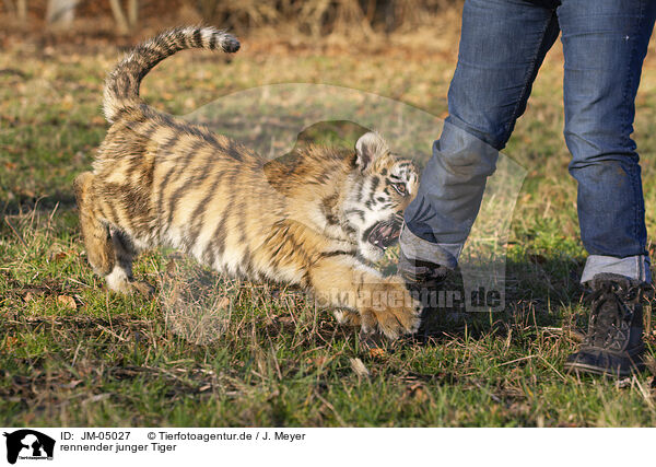 rennender junger Tiger / running Tiger cub / JM-05027
