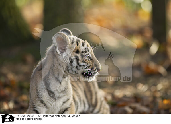 junger Tiger Portrait / JM-05028
