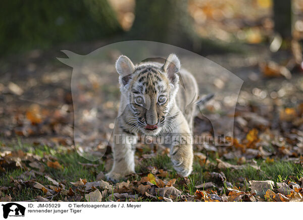 rennender junger Tiger / running tiger cub / JM-05029