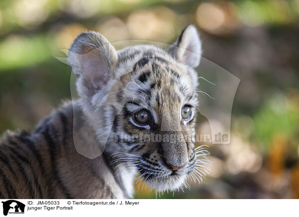 junger Tiger Portrait / JM-05033