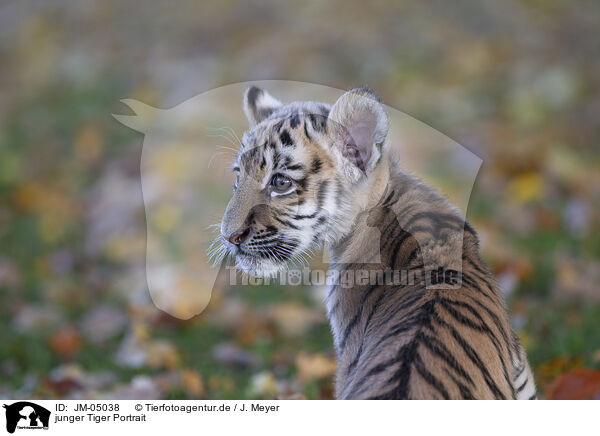junger Tiger Portrait / JM-05038