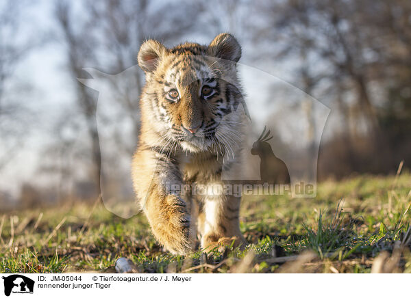 rennender junger Tiger / JM-05044