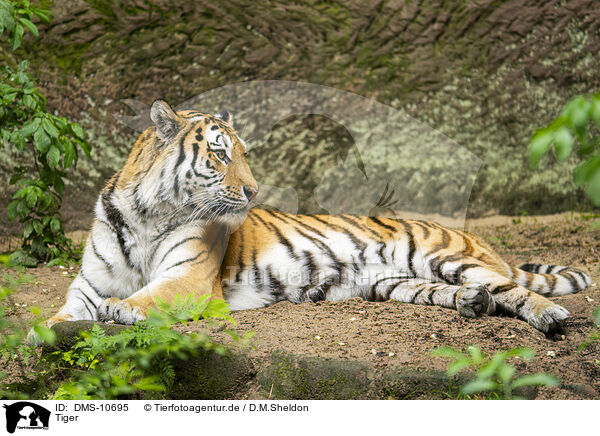 Tiger / Tiger / DMS-10695