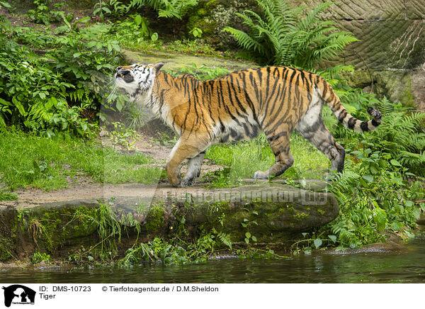 Tiger / Tiger / DMS-10723