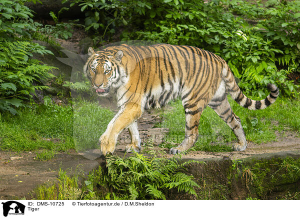Tiger / Tiger / DMS-10725