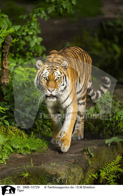 Tiger / Tiger / DMS-10729