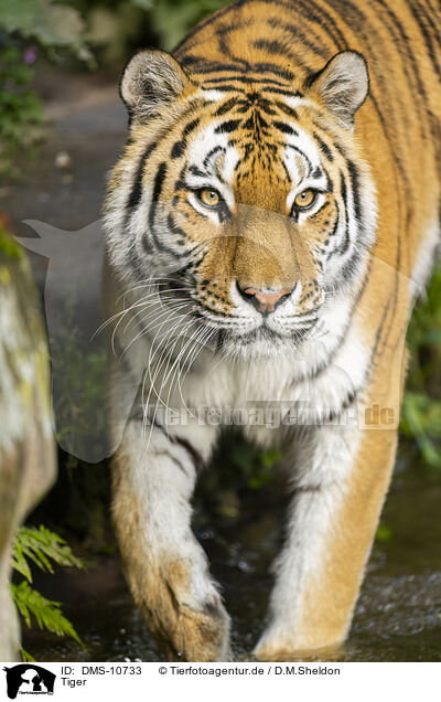Tiger / Tiger / DMS-10733