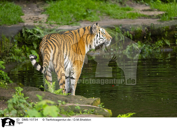 Tiger / Tiger / DMS-10734