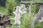 kmpfende Weier Tiger