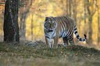 stehender Tiger