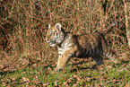 rennender junger Tiger