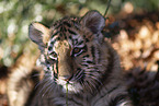 junger Tiger Portrait