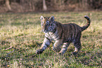 rennender junger Tiger