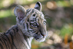 junger Tiger Portrait