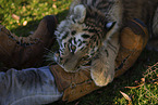 junger Tiger