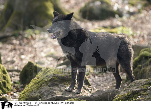 stehender Timberwolf / WS-01683