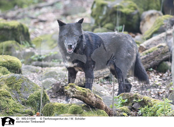 stehender Timberwolf / standing wolf / WS-01684