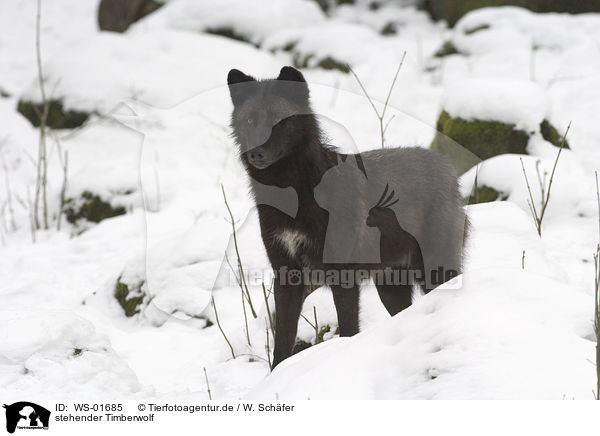 stehender Timberwolf / WS-01685