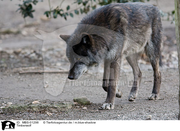 Timberwolf / MBS-01298