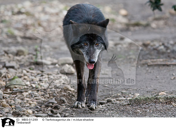 Timberwolf / Eastern timber wolf / MBS-01299