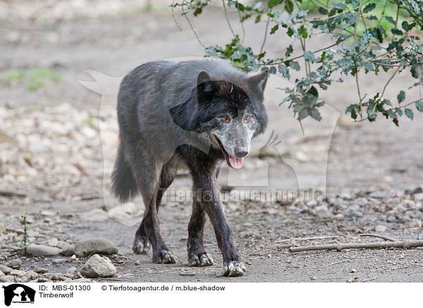 Timberwolf / MBS-01300