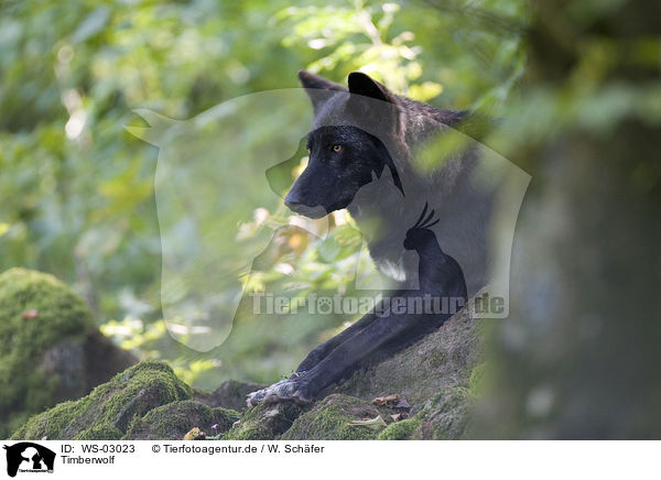 Timberwolf / WS-03023