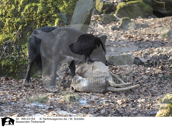 fressender Timberwolf / eating timberwolf / WS-03164