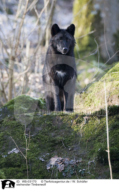 stehender Timberwolf / standing timberwolf / WS-03170