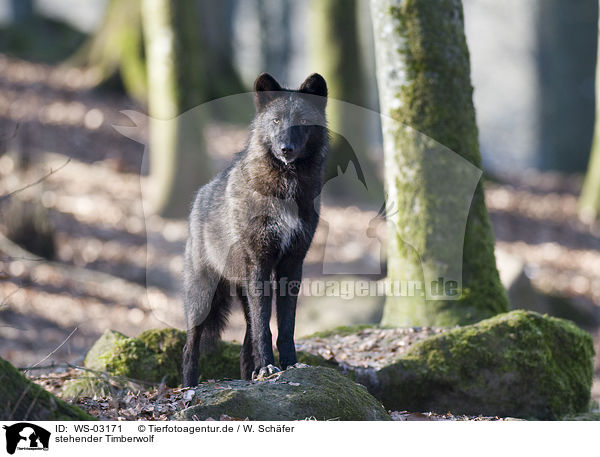 stehender Timberwolf / standing timberwolf / WS-03171