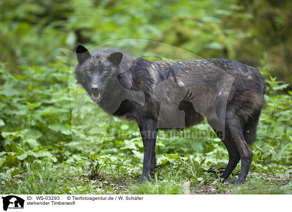 stehender Timberwolf / WS-03293