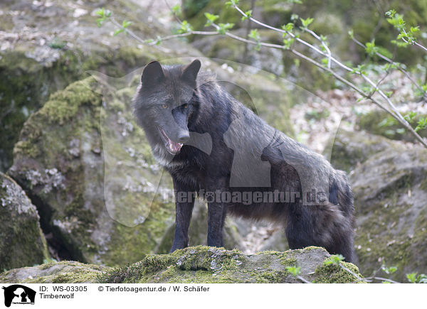 Timberwolf / Eastern timber wolf / WS-03305