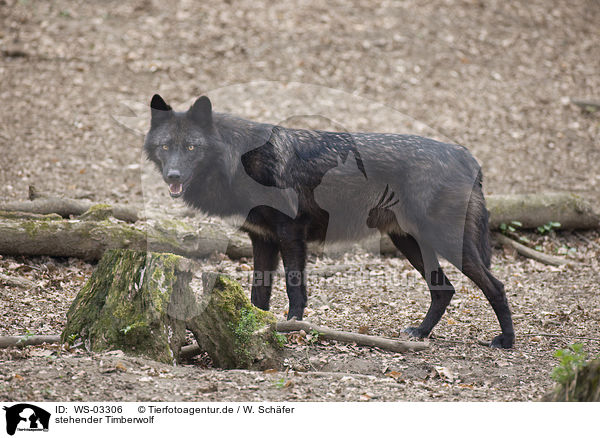 stehender Timberwolf / standing Eastern timber wolf / WS-03306