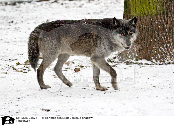 Timberwolf / MBS-03624