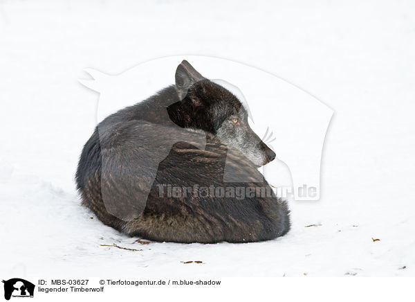 liegender Timberwolf / MBS-03627