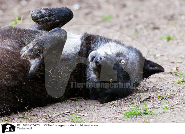 Timberwolf / MBS-07473