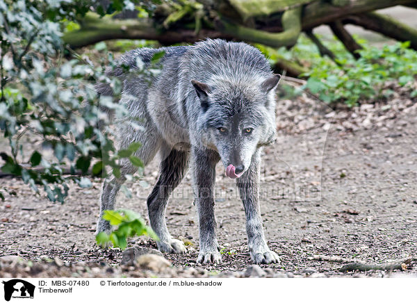 Timberwolf / MBS-07480
