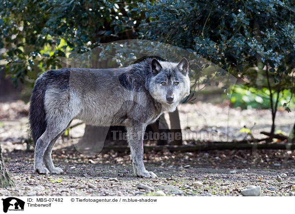 Timberwolf / greywolf / MBS-07482