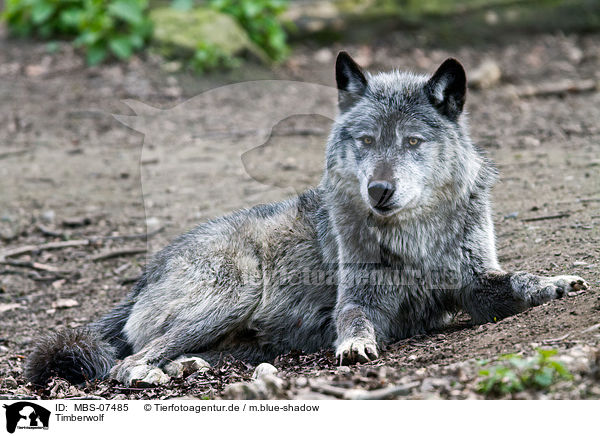 Timberwolf / MBS-07485