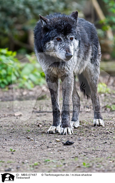 Timberwolf / MBS-07487